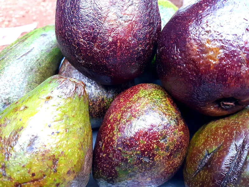 Beberapa buah alpukat berkulit ungu tua dan hijau bertumpuk (foto ilustrasi)