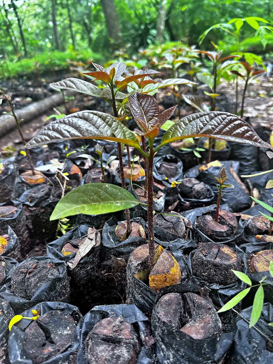 Bibit alpukat muda di dalam polybag hitam, tumbuh rapat di area pembibitan yang teduh
