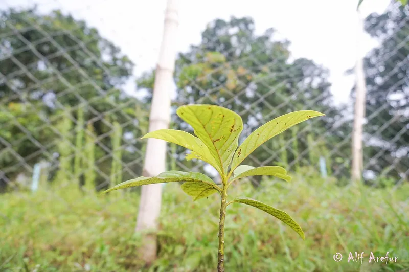 Bibit alpukat muda tumbuh sehat di area terbuka